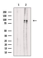 Phospho-HSP90 (Tyr627) Antibody in Western Blot (WB)