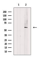 Phospho-p57 Kip2 (Thr310) Antibody in Western Blot (WB)