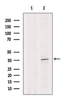Cdk3 Antibody in Western Blot (WB)