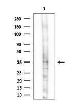 HRH2 Antibody in Western Blot (WB)