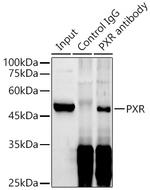 PXR Antibody in Immunoprecipitation (IP)