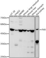PXR Antibody in Western Blot (WB)