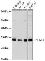 SUMF2 Antibody in Western Blot (WB)