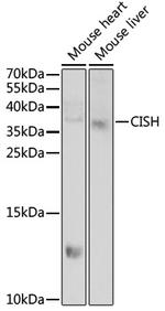 CIS Antibody in Western Blot (WB)
