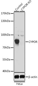 Cytochrome P450 Reductase Antibody