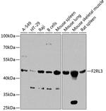 Protease-Activated Receptor-4 Antibody in Western Blot (WB)
