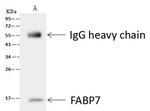 FABP7 Antibody in Immunoprecipitation (IP)