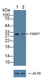 FKBP7 Antibody in Western Blot (WB)