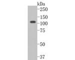 CDH10 Antibody in Western Blot (WB)