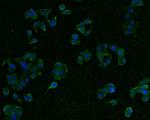 Presenilin 1 Antibody in Immunocytochemistry (ICC/IF)
