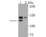 AOX1 Antibody in Western Blot (WB)