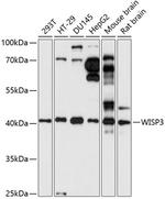 WISP3 Antibody in Western Blot (WB)