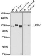 LRSAM1 Antibody in Western Blot (WB)