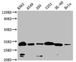 VDAC3 Antibody in Western Blot (WB)