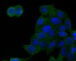 Glypican 5 Antibody in Immunocytochemistry (ICC/IF)
