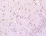 Glypican 5 Antibody in Immunohistochemistry (Paraffin) (IHC (P))