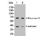 Glypican 5 Antibody in Western Blot (WB)