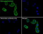 beta Galactosidase Antibody in Immunocytochemistry (ICC/IF)