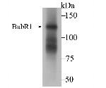 BUBR1 Antibody in Western Blot (WB)