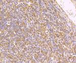 IL-4 Antibody in Immunohistochemistry (Paraffin) (IHC (P))