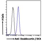 Doublecortin Antibody in Flow Cytometry (Flow)