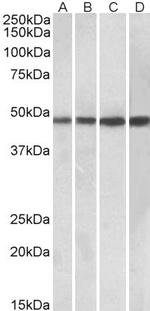 C1orf165 Antibody in Western Blot (WB)