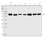 EHD3 Antibody in Western Blot (WB)