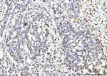 ARL6IP6 Antibody in Immunohistochemistry (Paraffin) (IHC (P))