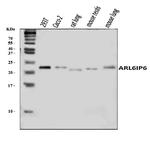 ARL6IP6 Antibody in Western Blot (WB)
