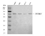 TRIM67 Antibody in Western Blot (WB)