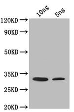 SUP45 Antibody in Western Blot (WB)