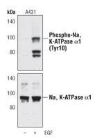 Phospho-ATP1A1 (Tyr10) Antibody