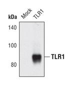 TLR1 Antibody in Western Blot (WB)