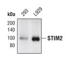 STIM2 Antibody in Western Blot (WB)