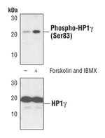 Phospho-HP1 gamma (Ser83) Antibody