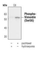 Phospho-Vimentin (Ser56) Antibody in Western Blot (WB)
