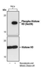 Phospho-Histone H3 (Ser28) Antibody