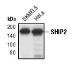 SHIP2 Antibody in Western Blot (WB)