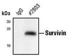 Survivin Antibody in Immunoprecipitation (IP)