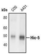 HIC5 Antibody in Western Blot (WB)