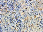 Mtmr9 Antibody in Immunohistochemistry (Paraffin) (IHC (P))