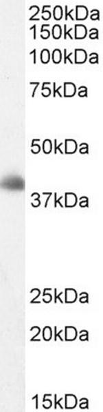 DKK3 Antibody in Western Blot (WB)