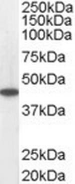 ACADM Antibody in Western Blot (WB)