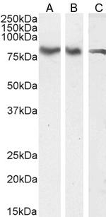 ILF1 Antibody in Western Blot (WB)