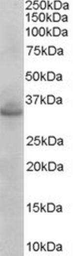STX1A/STX1B Antibody in Western Blot (WB)