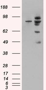 MDM2 Antibody in Western Blot (WB)