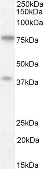 ZRANB1 Antibody in Western Blot (WB)