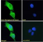 Monoacylglycerol Lipase Antibody in Immunocytochemistry (ICC/IF)