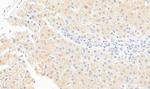 Monoacylglycerol Lipase Antibody in Immunohistochemistry (Paraffin) (IHC (P))