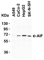 AIF Antibody in Western Blot (WB)